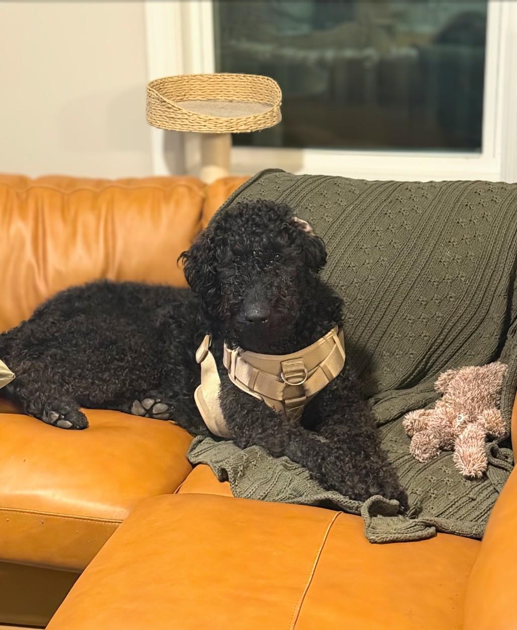 Knox — thumbnail 2