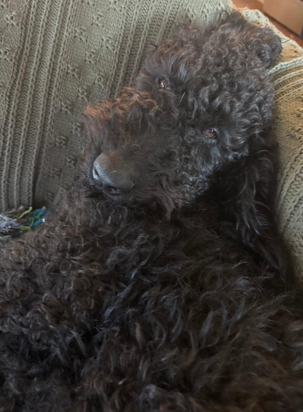 Knox — thumbnail 3