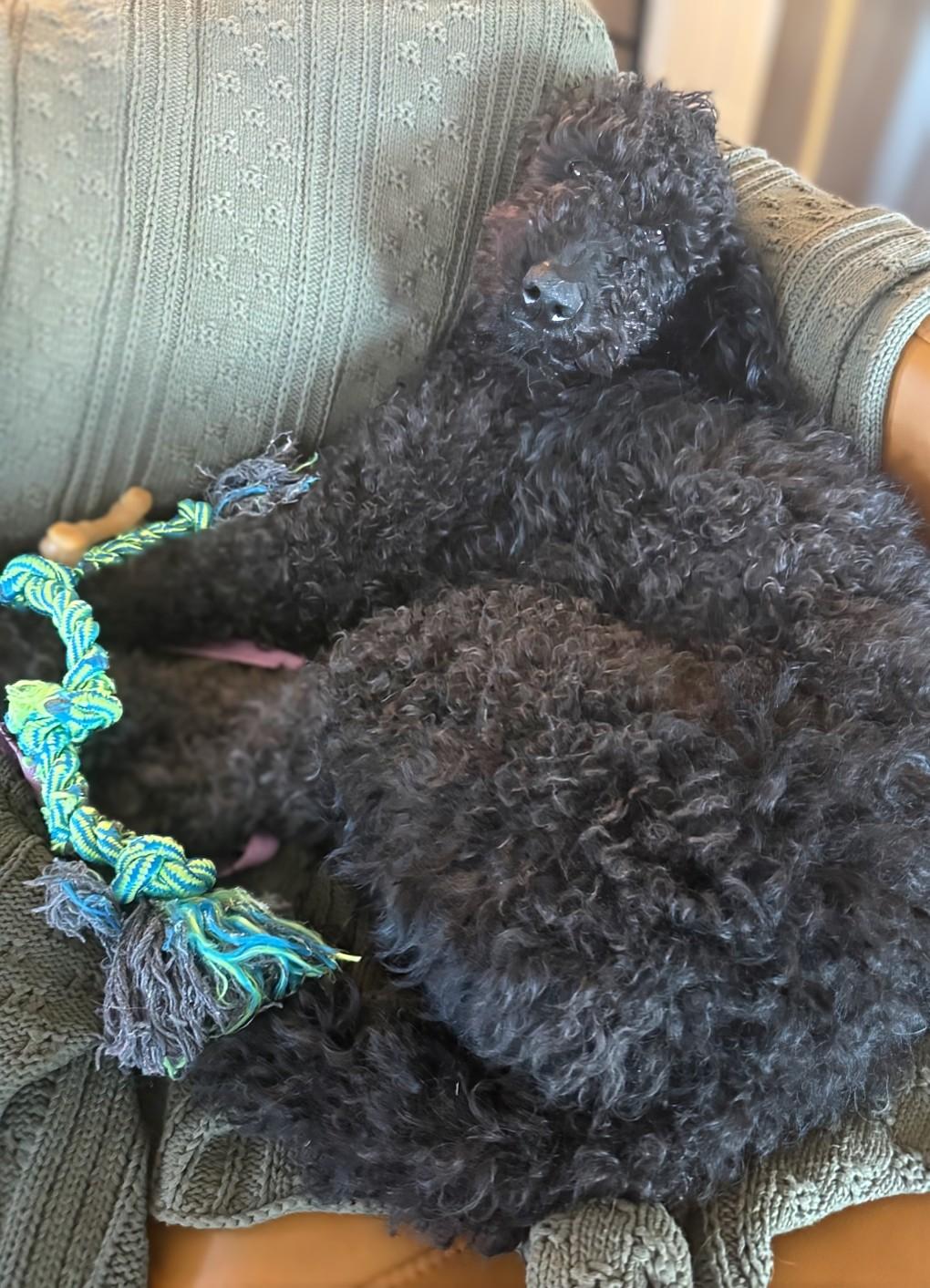 Knox — thumbnail 4