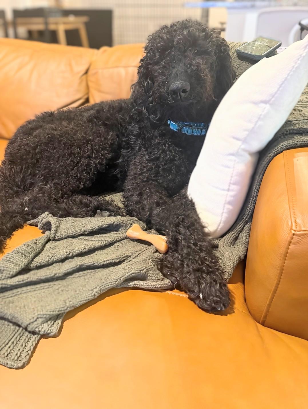 Knox — thumbnail 6