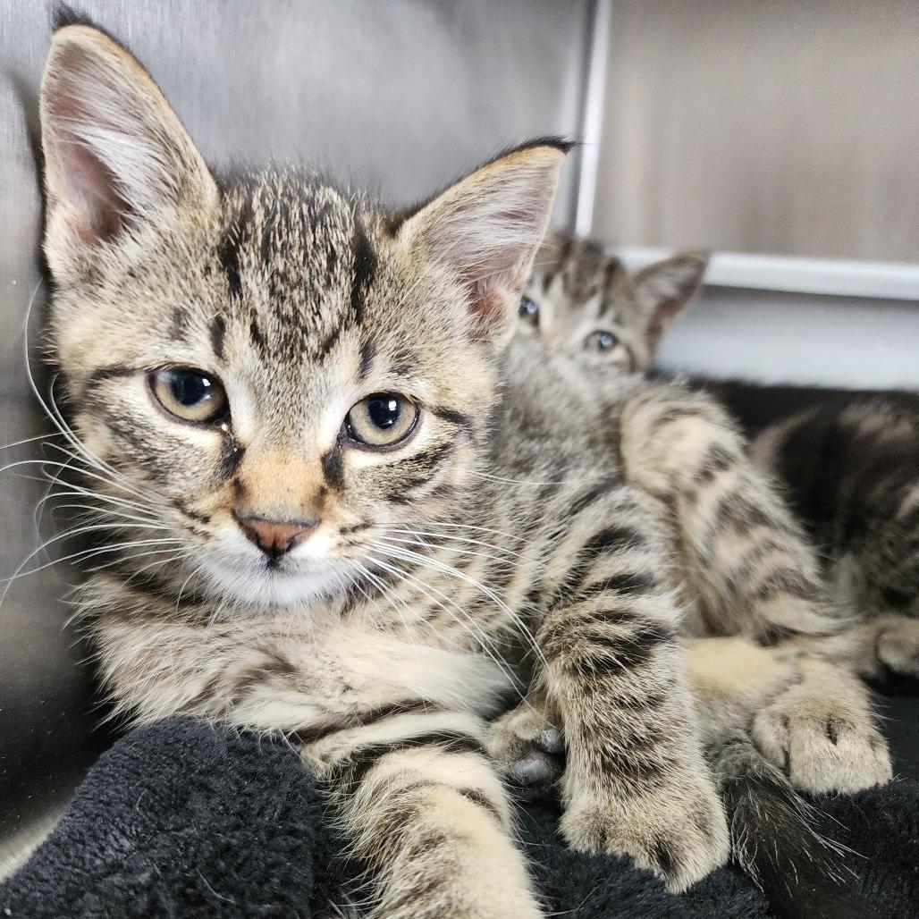 Enlarge Kestrel, a Adoptable Domestic Short Hair in Dixon, IL image 1/1