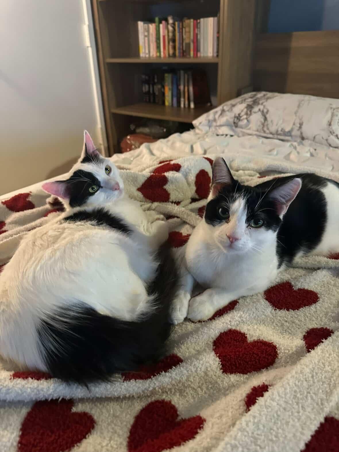 Enlarge Agate (bonded to Opal), a Adoptable Domestic Short Hair in Long Island City, NY image 4/6