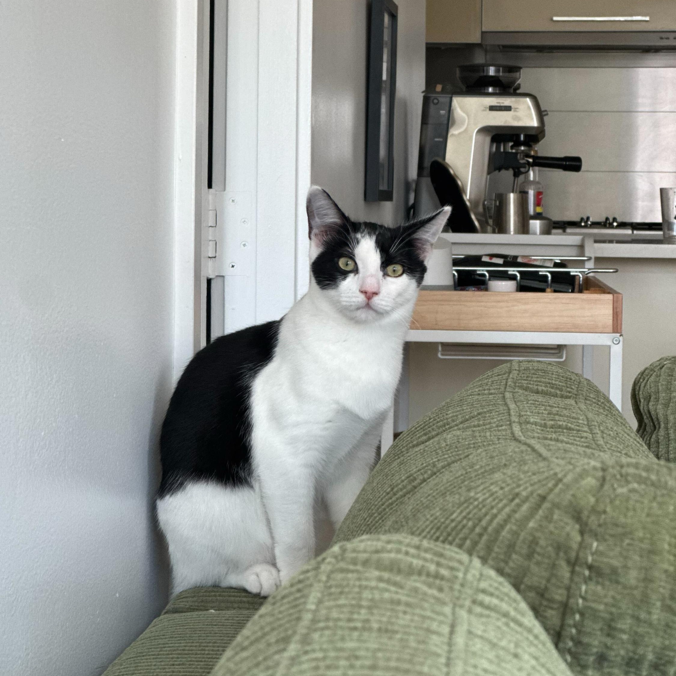 Enlarge Agate (bonded to Opal), a Adoptable Domestic Short Hair in Long Island City, NY image 1/6