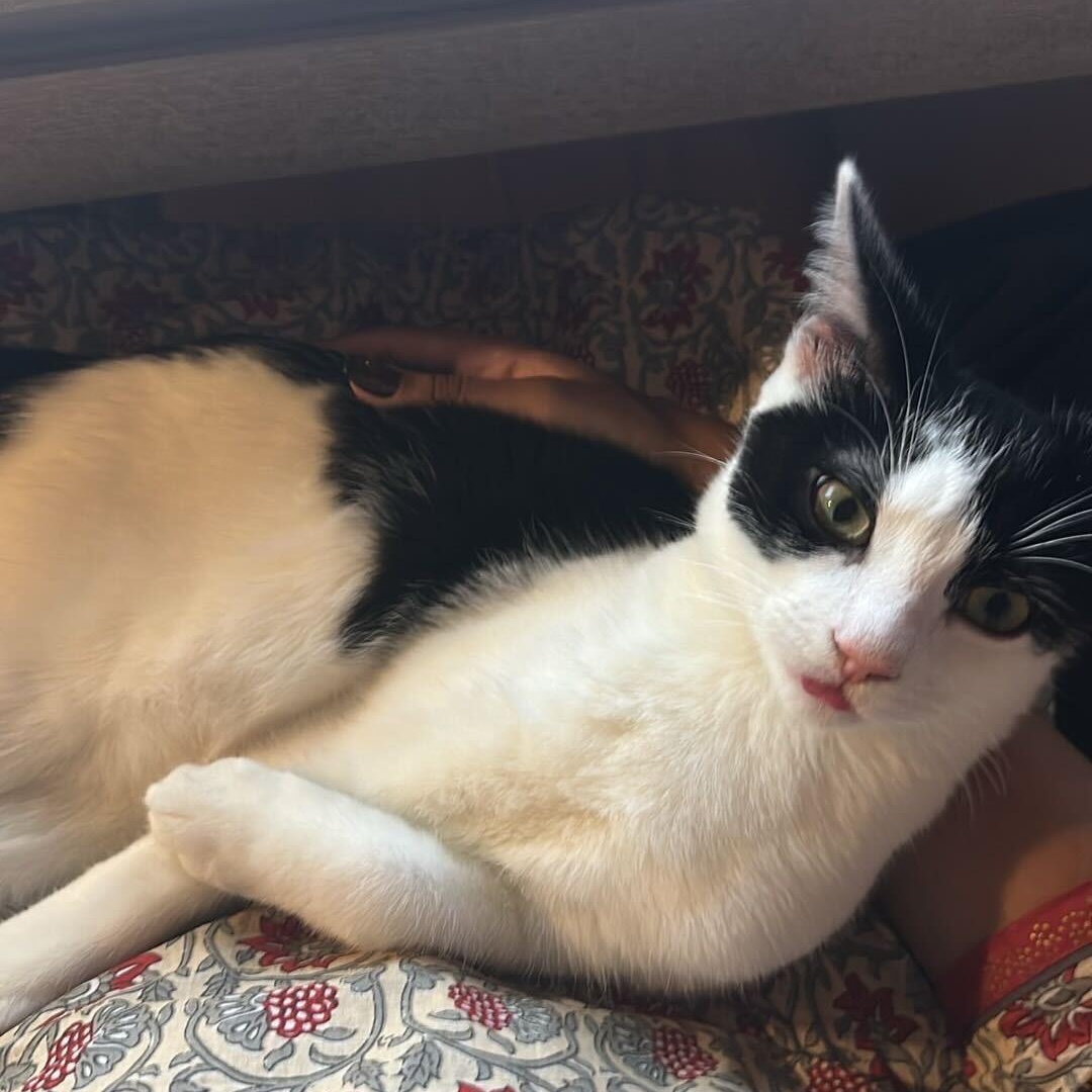 Enlarge Agate (bonded to Opal), a Adoptable Domestic Short Hair in Long Island City, NY image 4/6