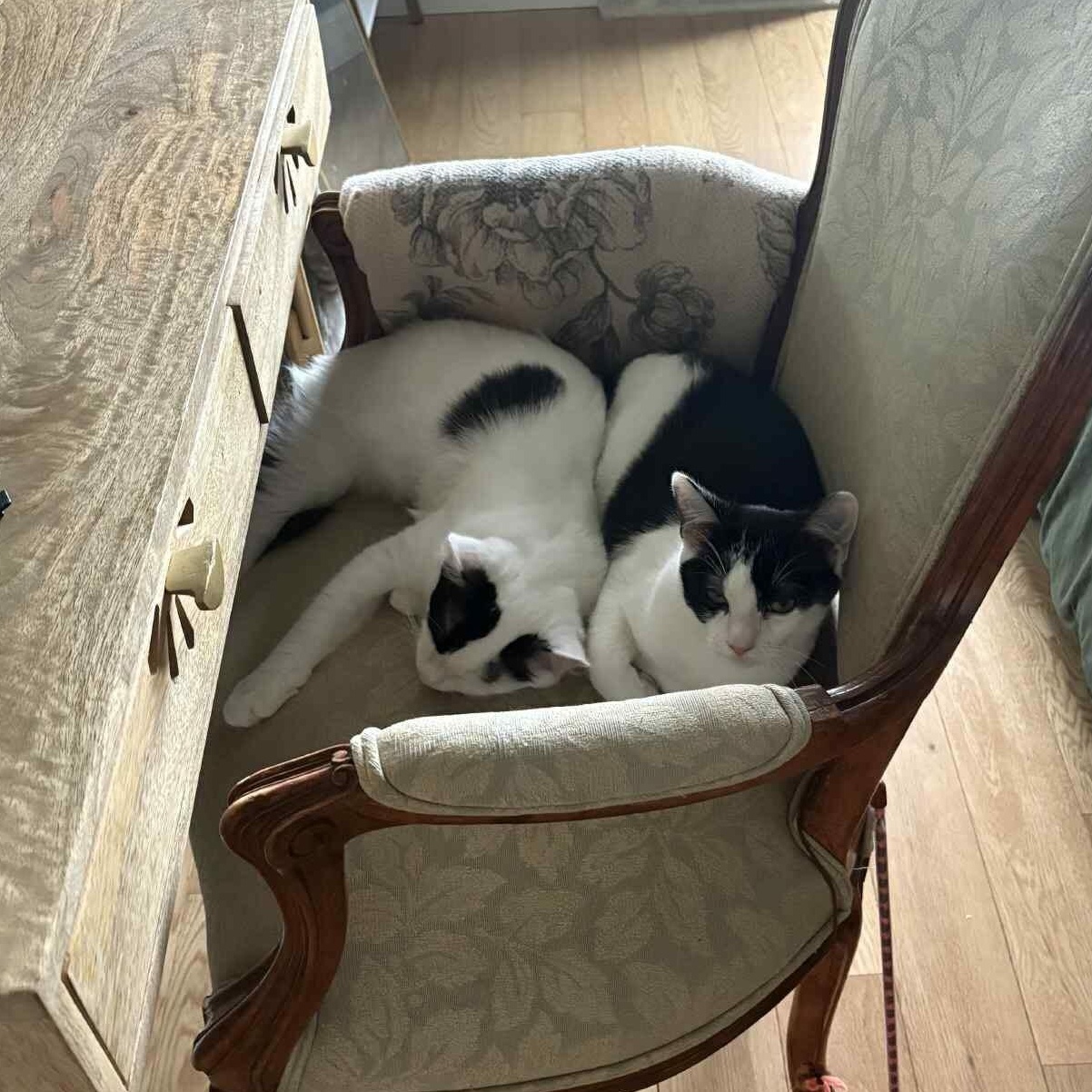 Enlarge Agate (bonded to Opal), a Adoptable Domestic Short Hair in Long Island City, NY image 3/6