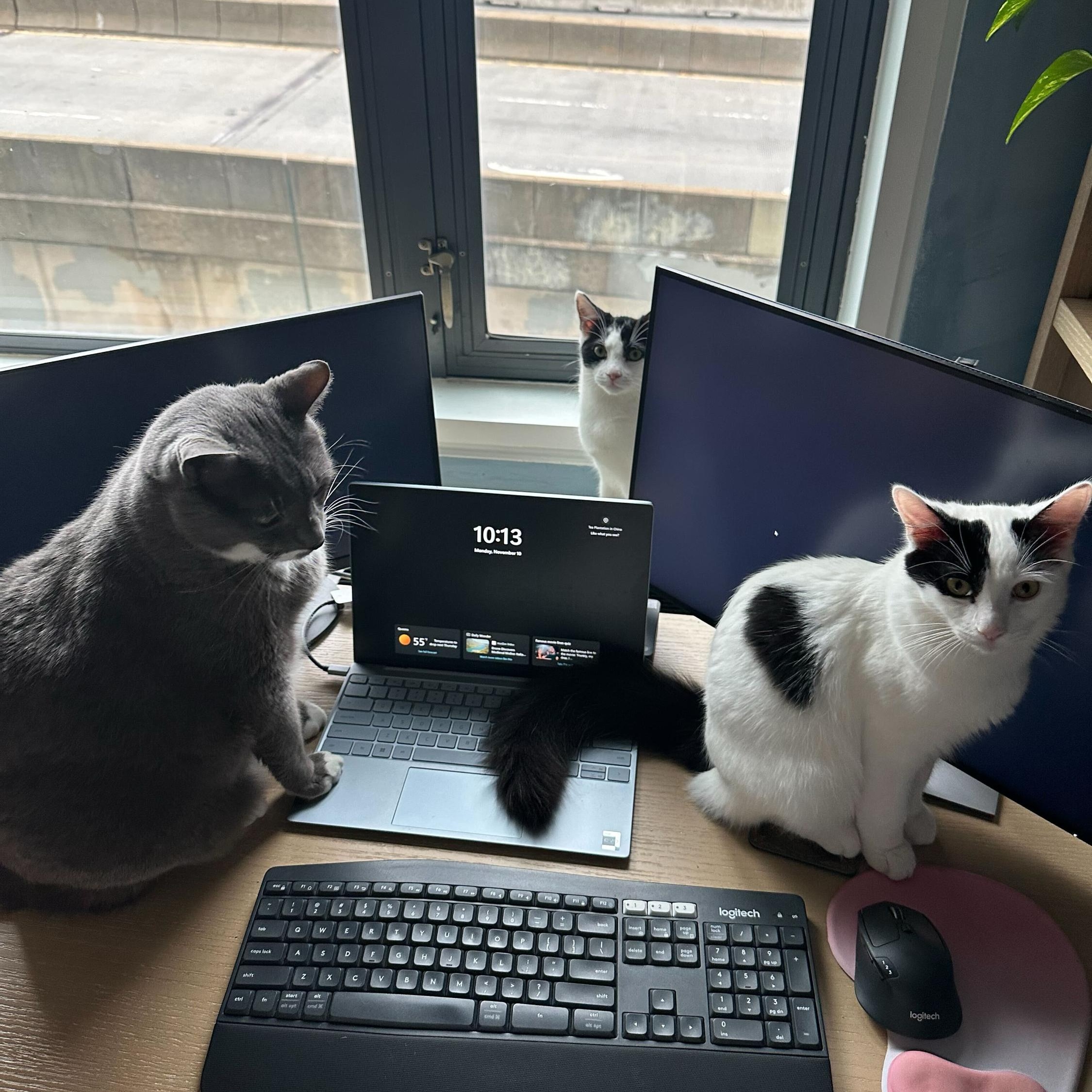 Enlarge Agate (bonded to Opal), a Adoptable Domestic Short Hair in Long Island City, NY image 5/6