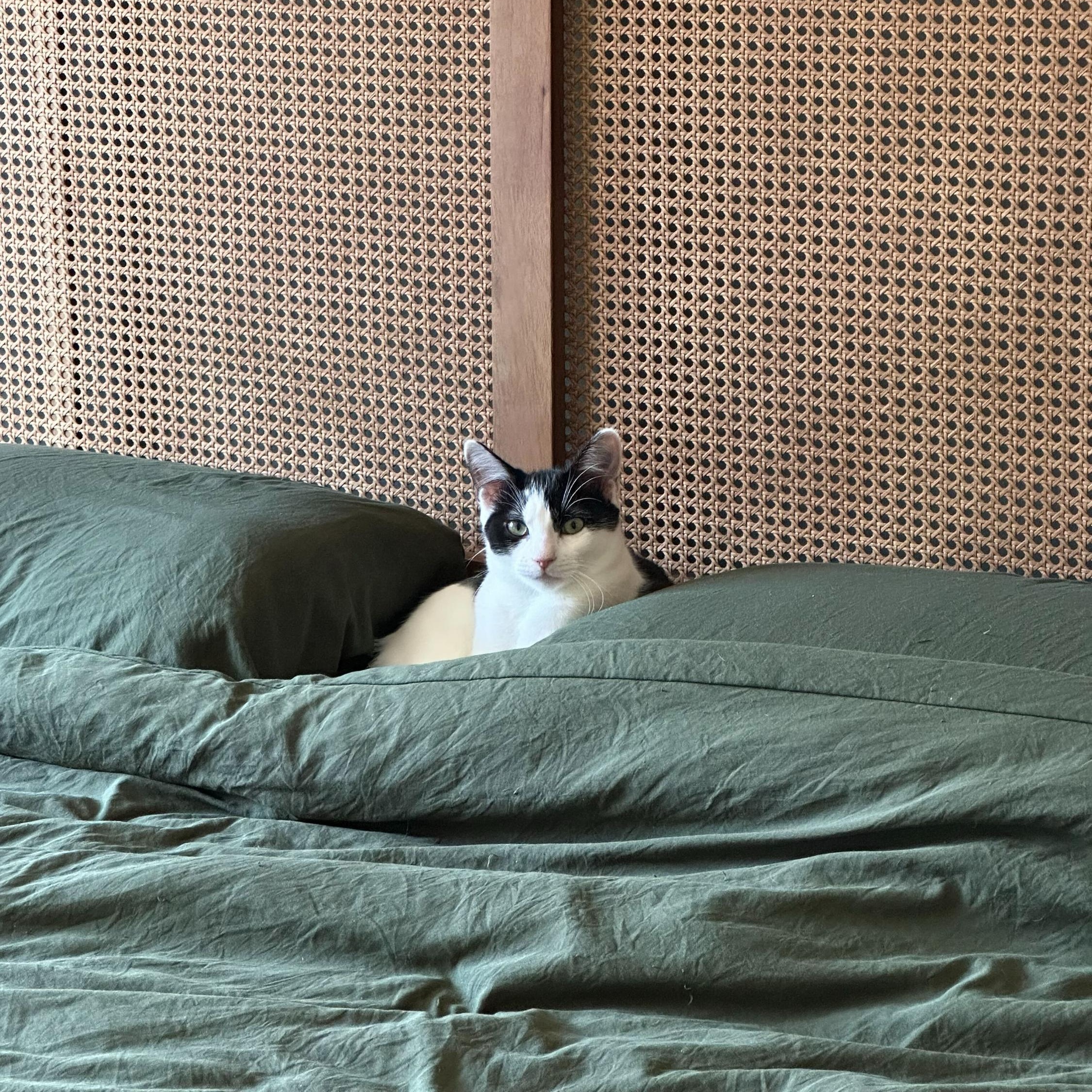 Enlarge Agate (bonded to Opal), a Adoptable Domestic Short Hair in Long Island City, NY image 2/6