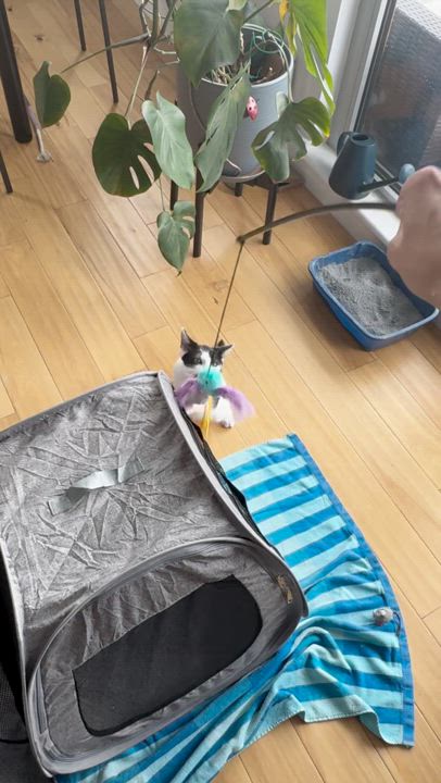 Enlarge Agate (bonded to Opal), a Adoptable Domestic Short Hair in Long Island City, NY video 6/6