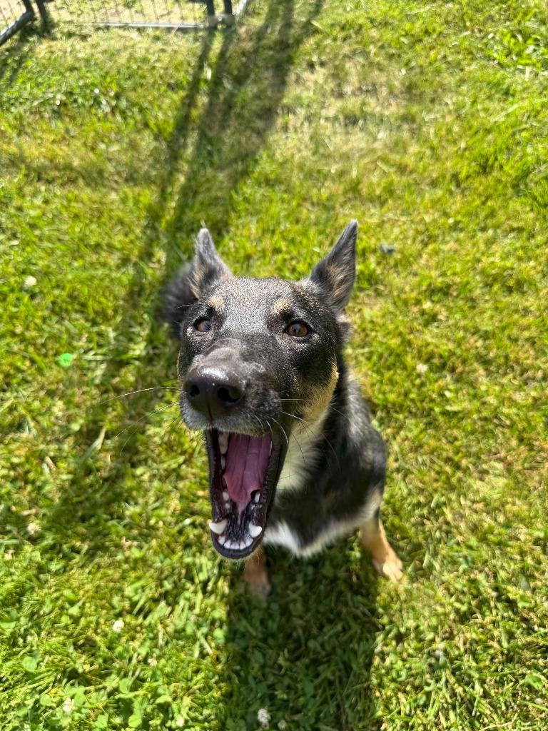 Trixie, a Adoptable mixed breed in Lagrange, IN image 1/4