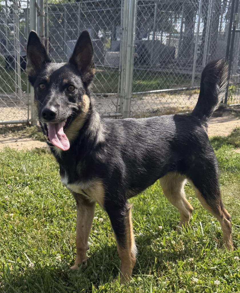 Trixie, a Adoptable mixed breed in Lagrange, IN image 2/4