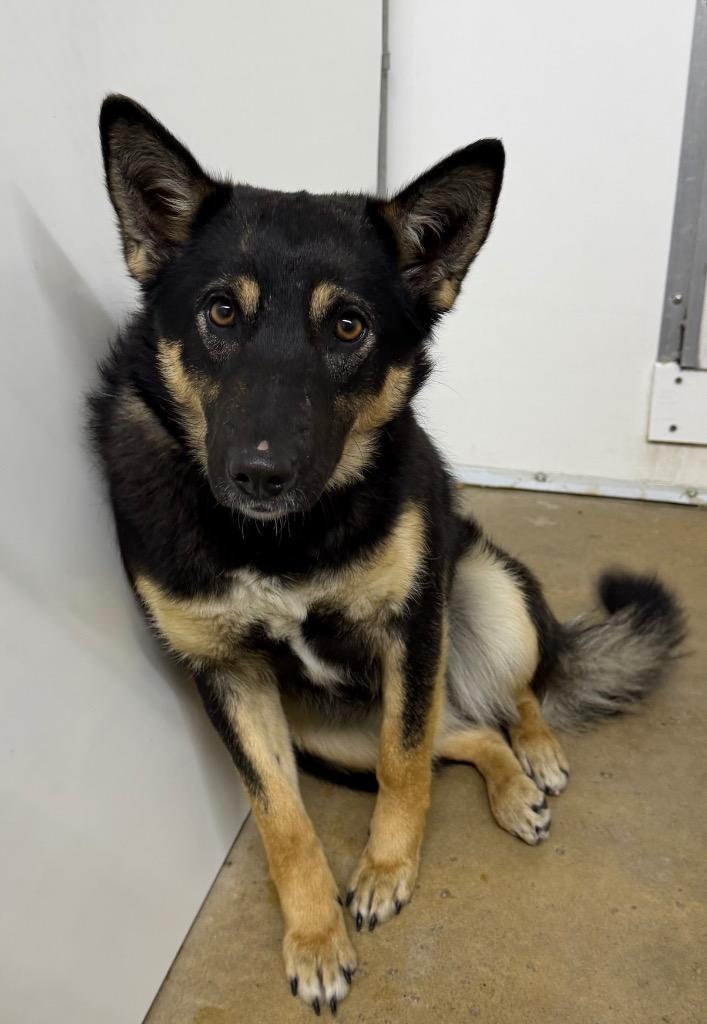 Trixie, a Adoptable mixed breed in Lagrange, IN image 3/4