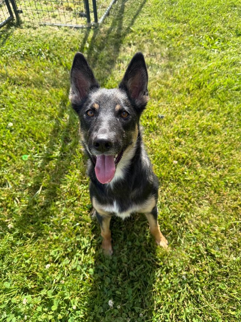 Trixie, a Adoptable mixed breed in Lagrange, IN image 4/4