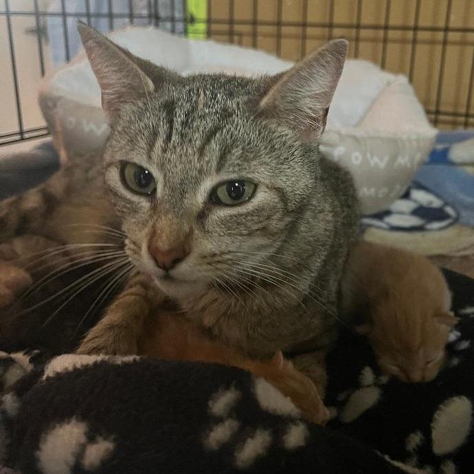 Little Mama, a Adoptable Domestic Short Hair in North Myrtle Beach, SC image 2/2