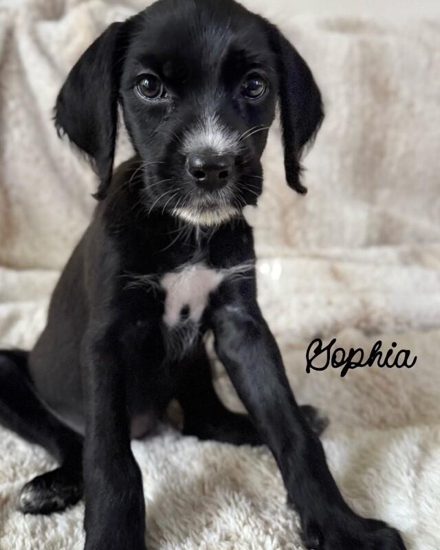 Enlarge Sophia, an adopted mixed breed in Burbank, CA image 1/1
