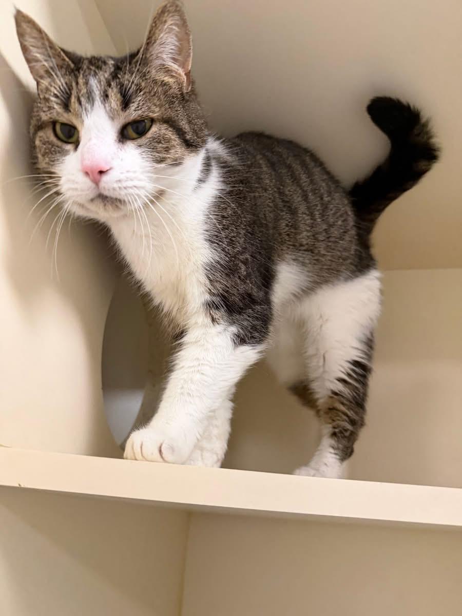 Enlarge Tigger, an adoptable Domestic Short Hair in Elyria, OH image 3/5