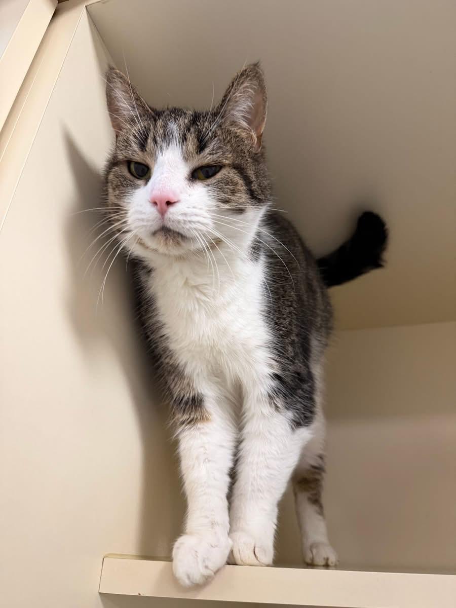 Tigger, adoptable, Senior Female Domestic Short Hair.