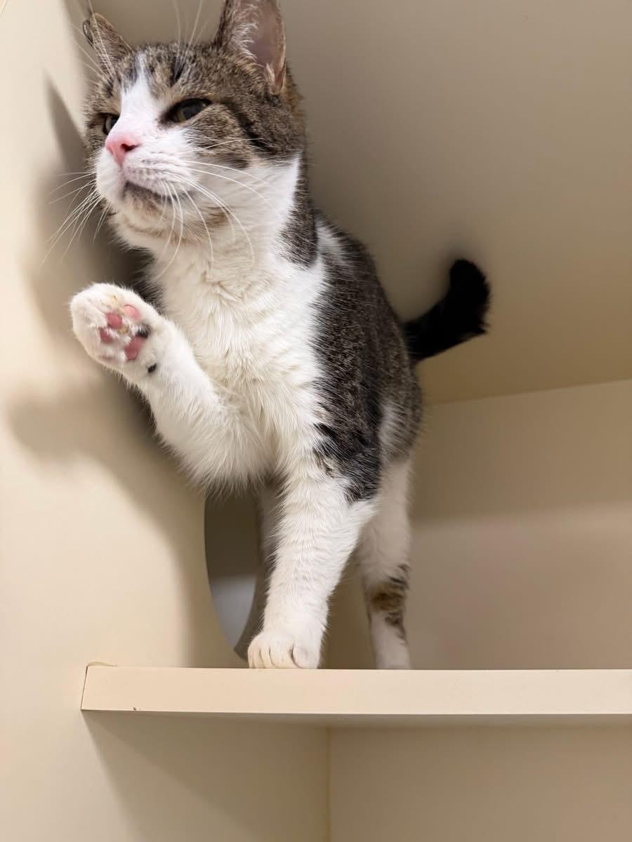 Enlarge Tigger, an adoptable Domestic Short Hair in Elyria, OH image 4/5