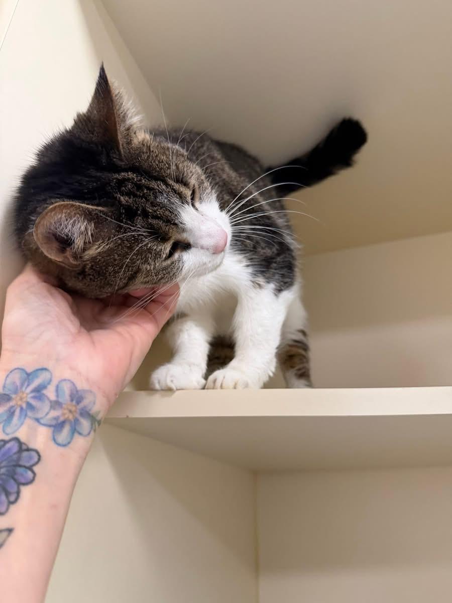 Enlarge Tigger, an adoptable Domestic Short Hair in Elyria, OH image 5/5