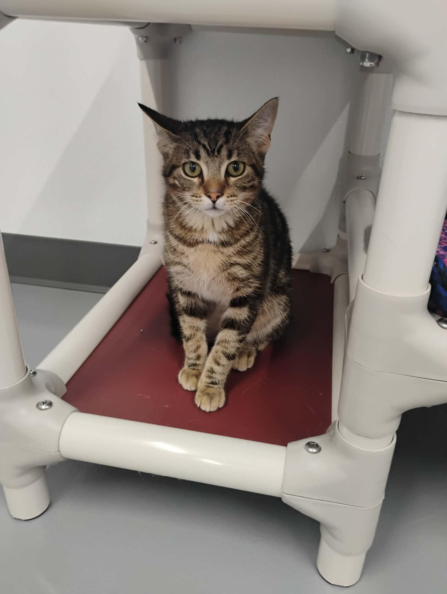 Freeway, adopted, Kitten Male Domestic Short Hair.