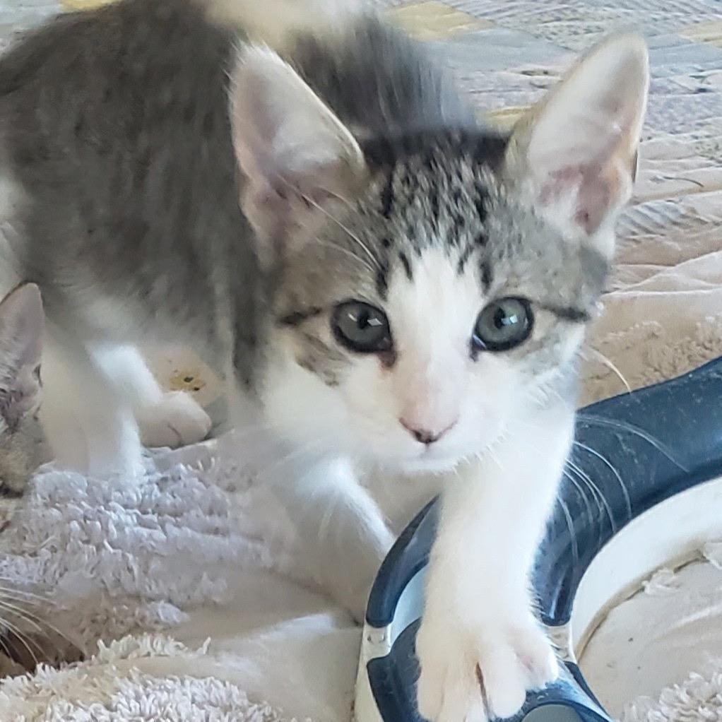 MARBLE, Adoptable, Young Female Domestic Short Hair.