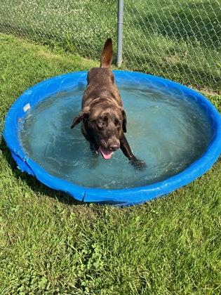 Mocha, Adoptable, Adult Female Mixed Breed & Mixed Breed.