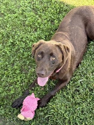 Enlarge Mocha, a Adoptable mixed breed in Columbus, IN image 2/3