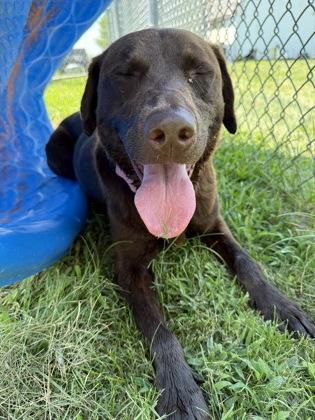 Enlarge Mocha, a Adoptable mixed breed in Columbus, IN image 3/3