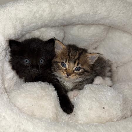 Paris w/ Nicole - Fearless, Lovable Lap Cat! Good w/ Cats & Kids!, Adoptable, Kitten Female Domestic Short Hair.