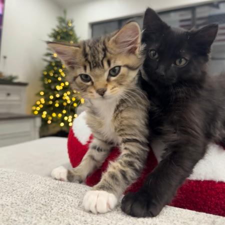 Paris w/ Nicole - Fearless, Lovable Lap Cat! Good w/ Cats & Kids!, a Adoptable Domestic Short Hair in Flagstaff, AZ image 3/4