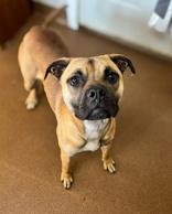 Enlarge Tj, a ADOPTABLE mixed breed in Winfield, KS image 1/1