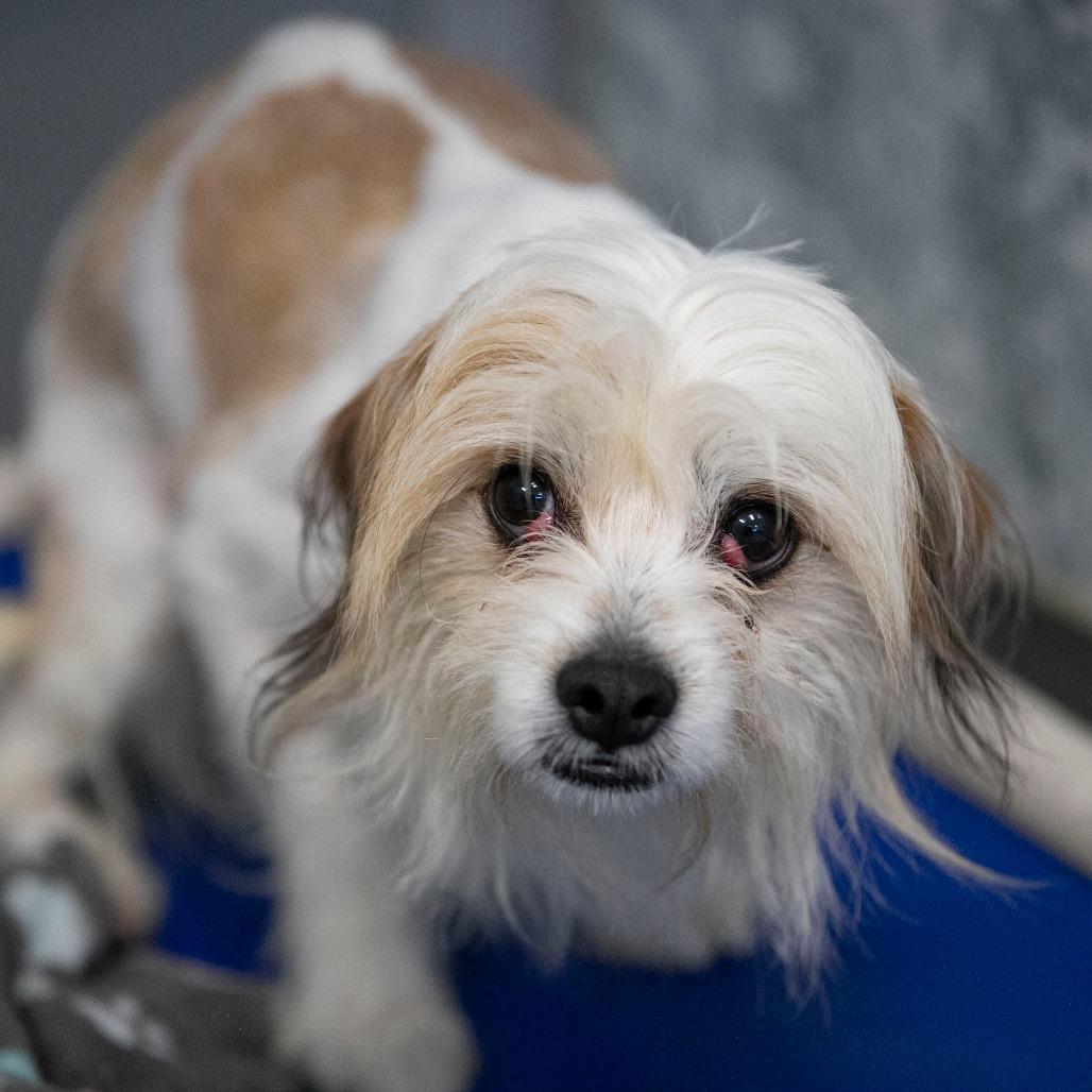 Ozzie (D25-02), Adoptable, Adult Male Yorkshire Terrier & Chihuahua.