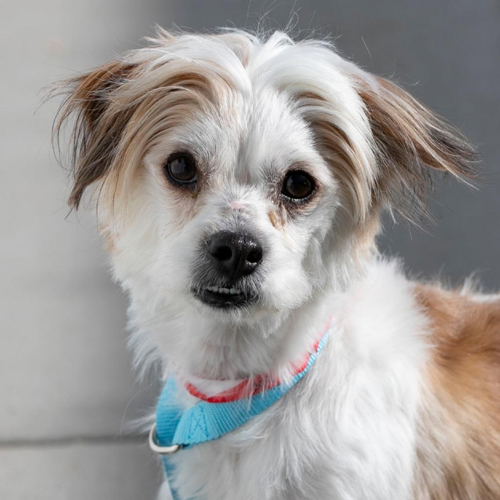 Enlarge Ozzie (D25-02), a Adoptable mixed breed in Peyton, CO image 2/6