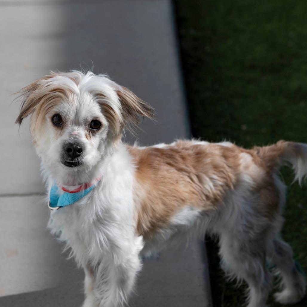 Enlarge Ozzie (D25-02), a Adoptable mixed breed in Peyton, CO image 3/6