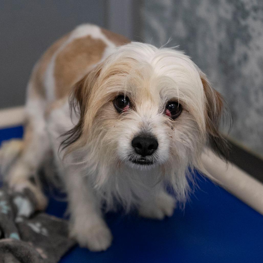 Enlarge Ozzie (D25-02), a Adoptable mixed breed in Peyton, CO image 2/3