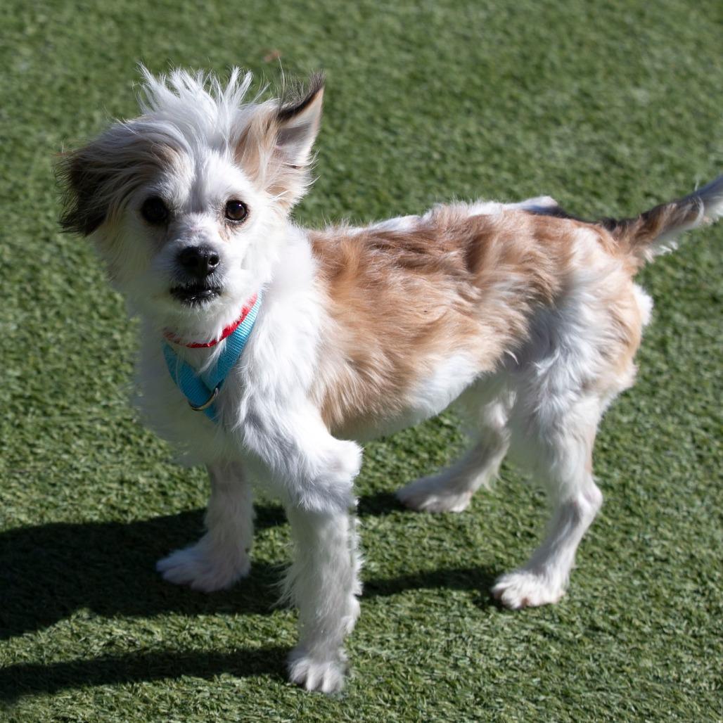 Enlarge Ozzie (D25-02), a Adoptable mixed breed in Peyton, CO image 5/6