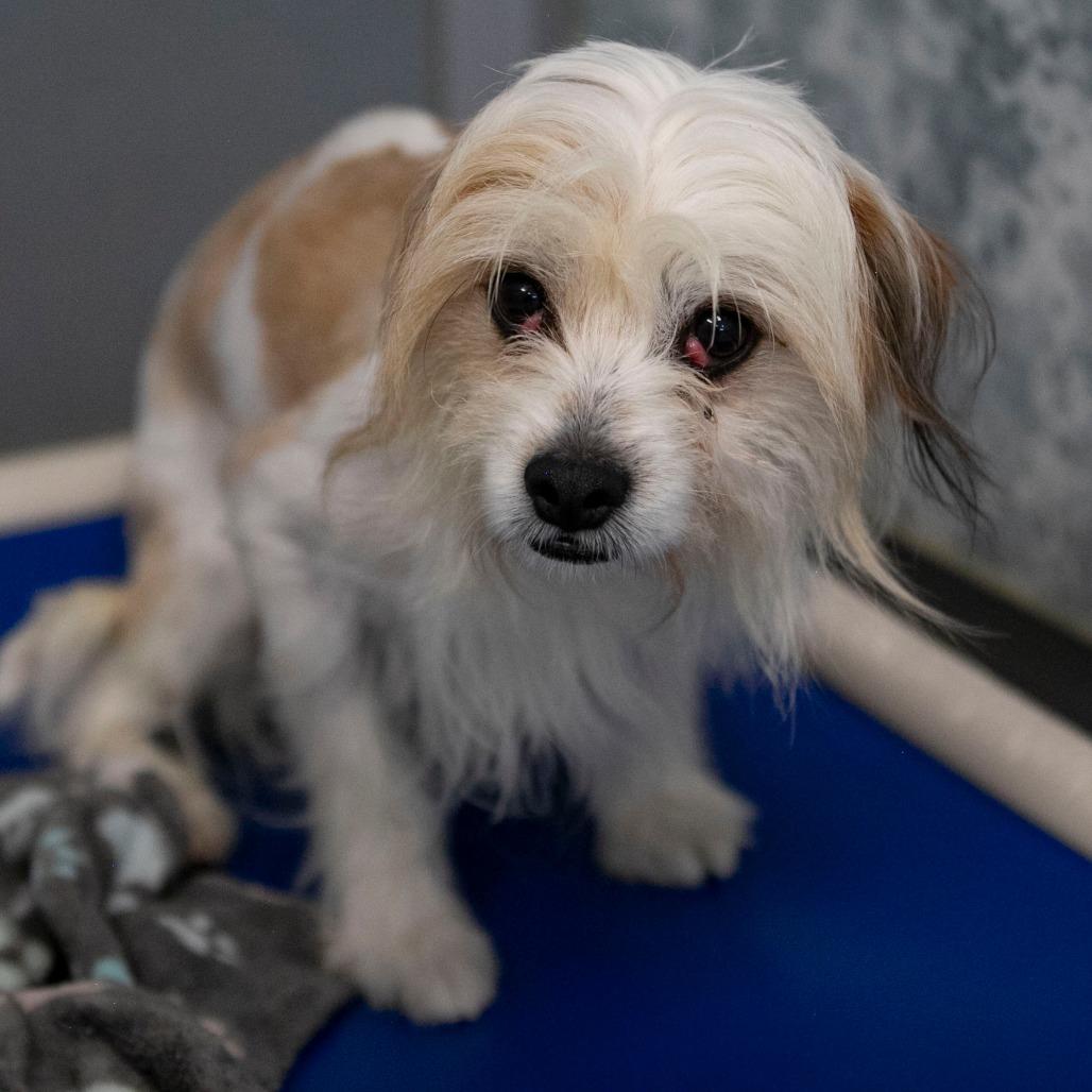 Enlarge Ozzie (D25-02), a Adoptable mixed breed in Peyton, CO image 3/3