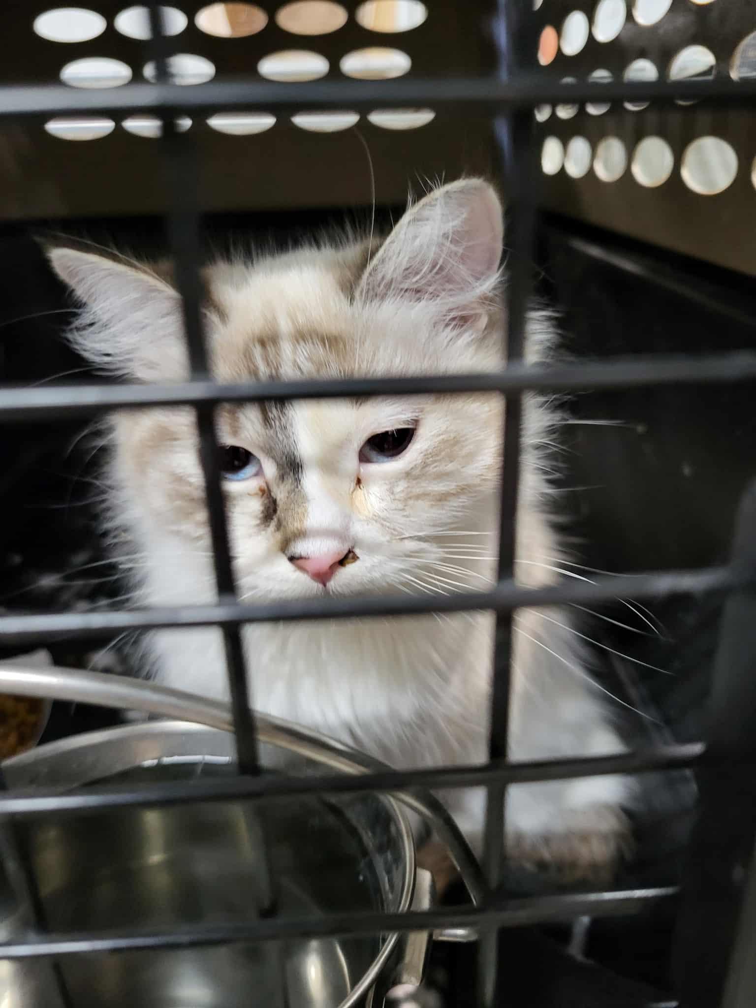 Giselle (Bonded with Pawla), Adopted, Young Female Siamese.