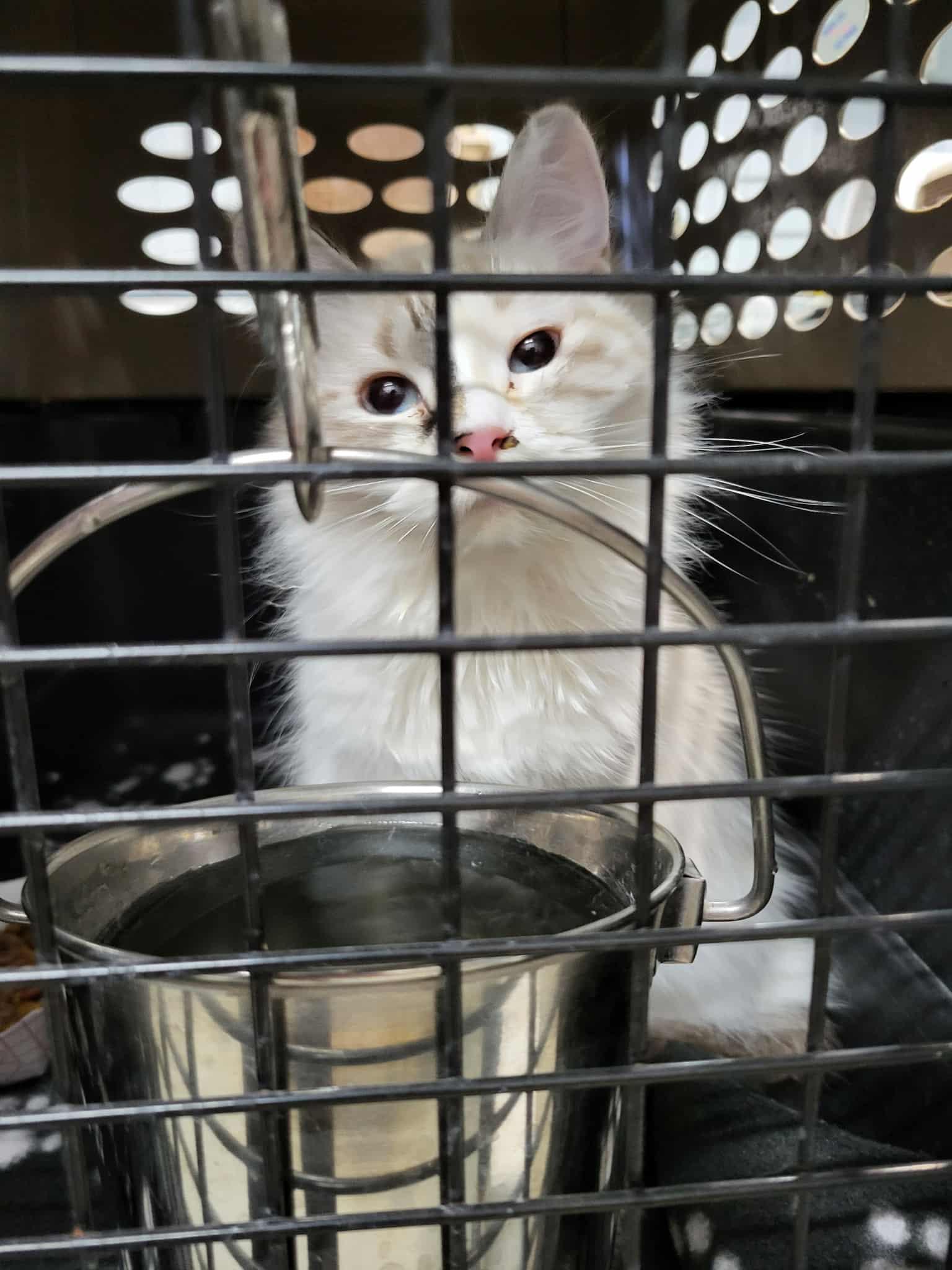 Enlarge Giselle (Bonded with Pawla), a Adopted Siamese in Detroit Lakes, MN image 2/2