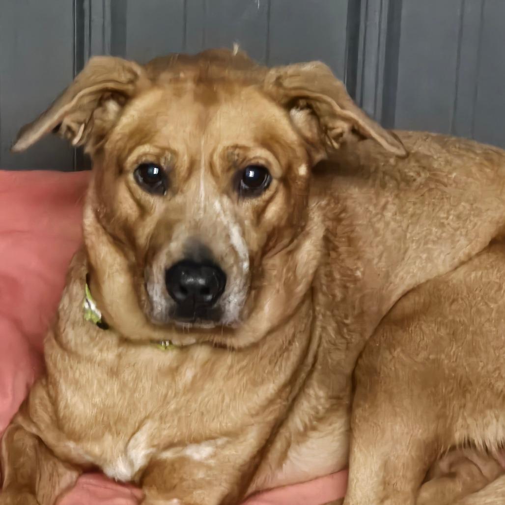 Enlarge Star, a Adoptable Mixed Breed in Grinnell, IA image 1/2