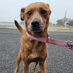 Enlarge Star, a Adoptable Mixed Breed in Grinnell, IA image 2/2