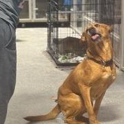 Enlarge Star, a Adoptable Mixed Breed in Grinnell, IA image 3/3