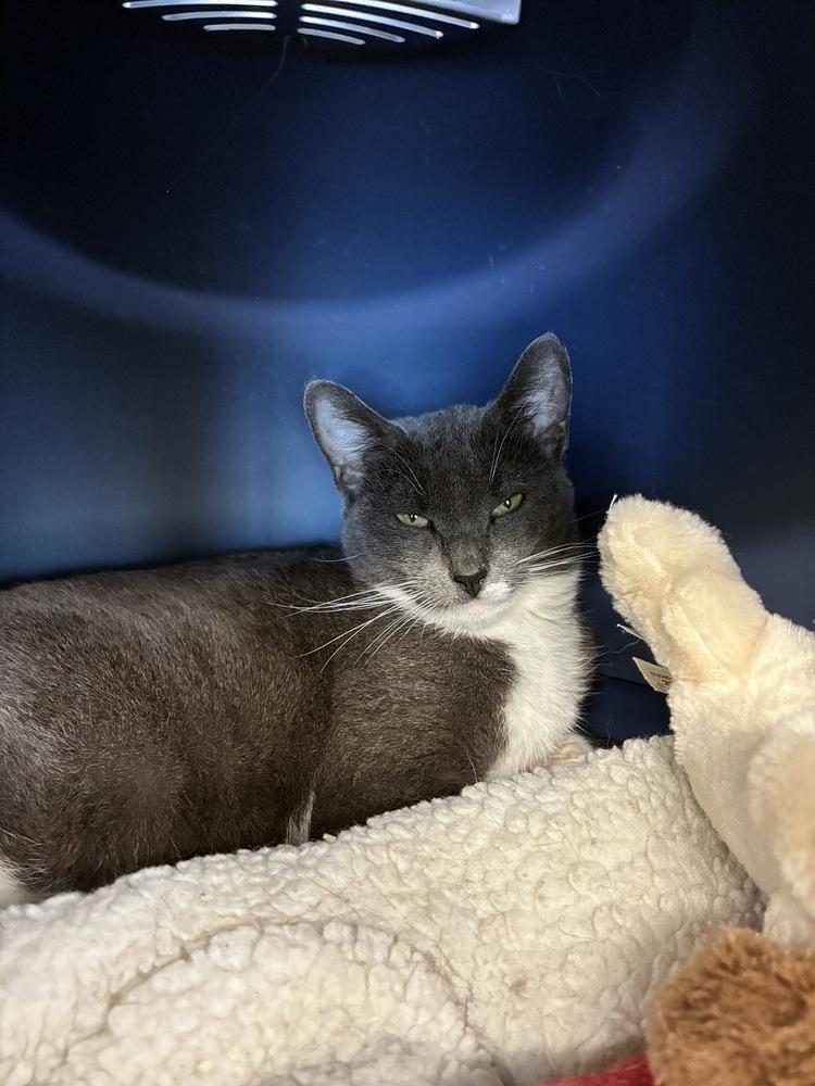 Persia, a Adoptable Domestic Short Hair in Randolph, MA image 1/4