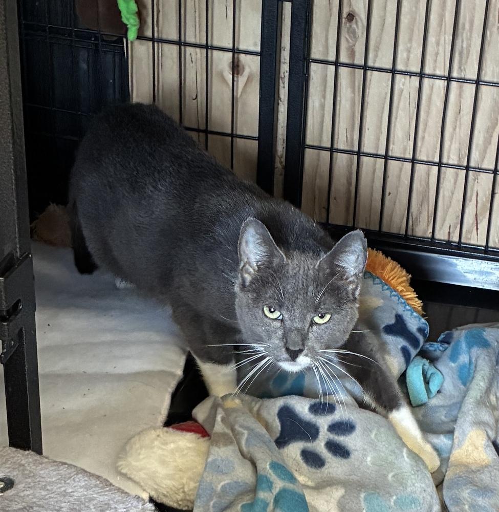 Persia, a Adoptable Domestic Short Hair in Randolph, MA image 2/4