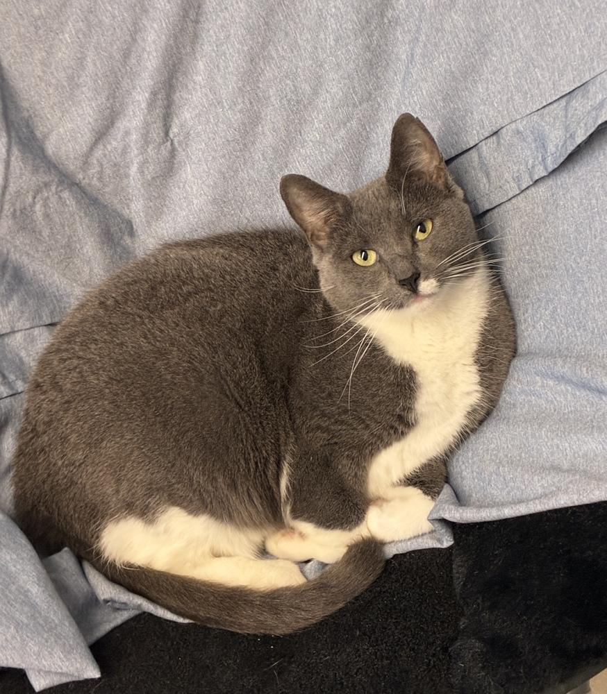 Persia, a Adoptable Domestic Short Hair in Randolph, MA image 3/4