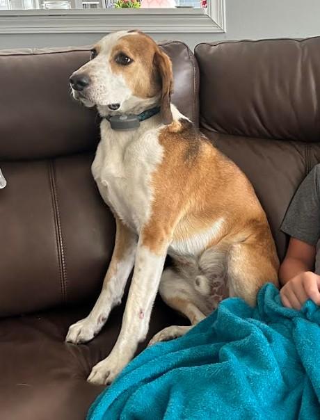 Enlarge Tobi, a Adoptable American Foxhound in Huntingtown, MD image 4/5