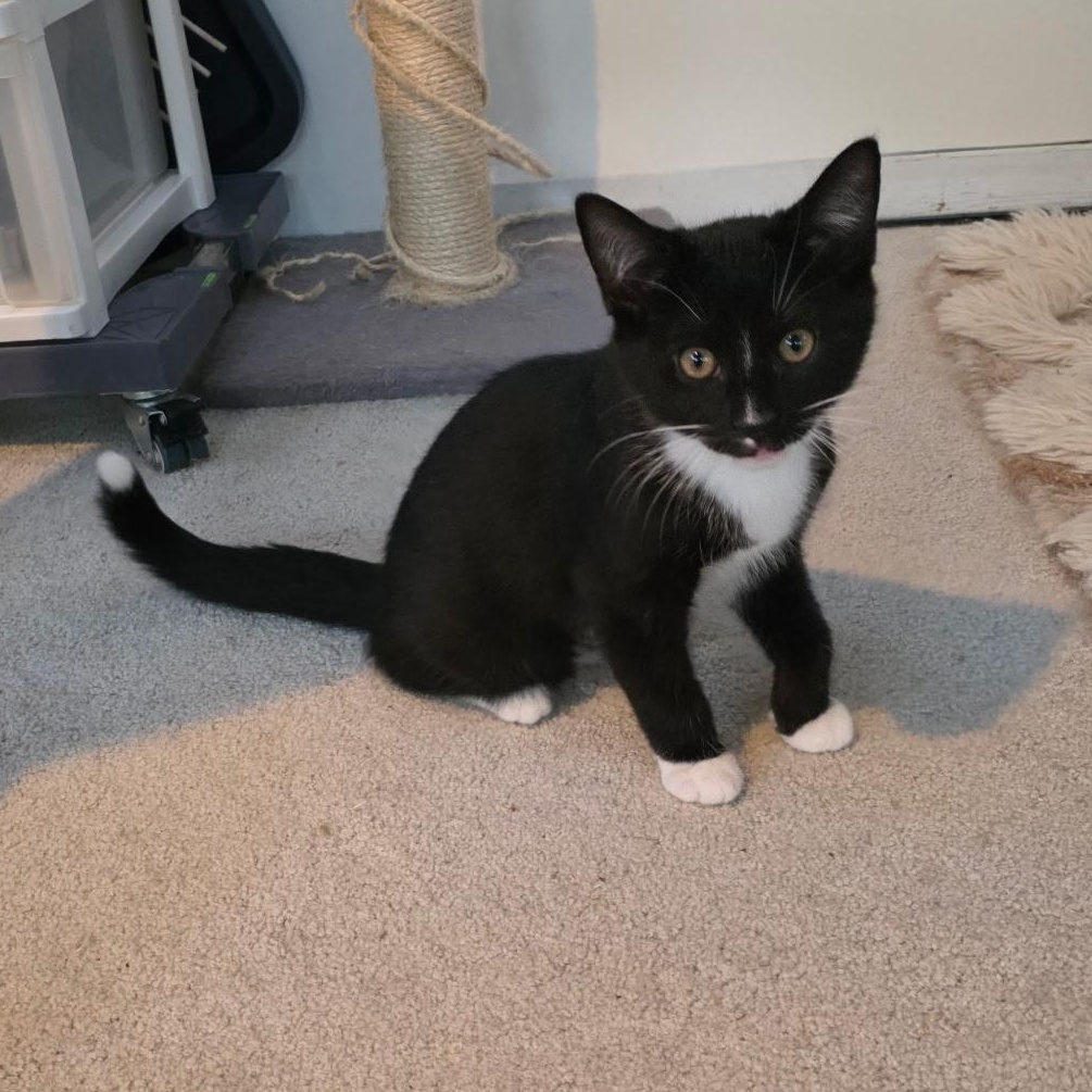 Little Dipper, adopted, Kitten Male Domestic Short Hair.