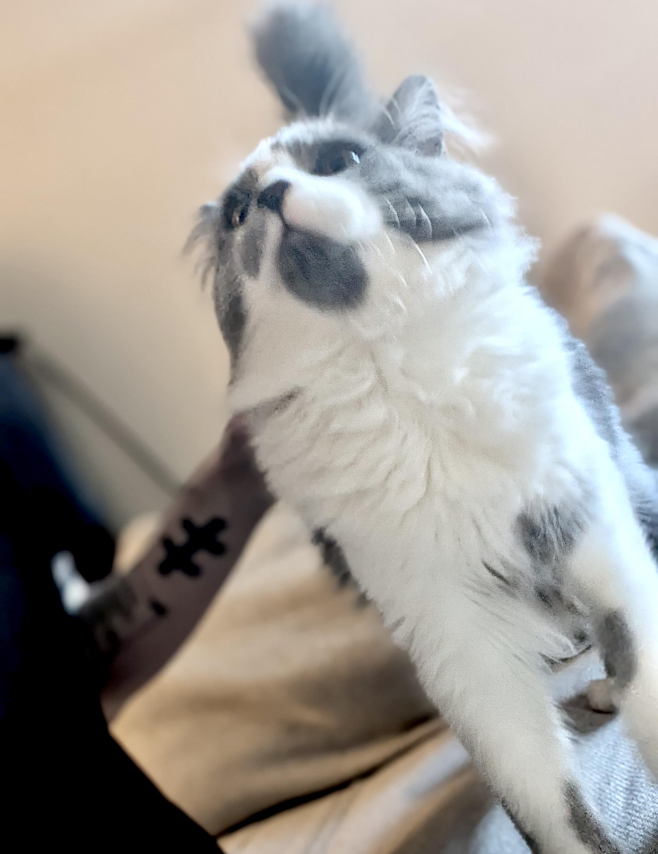 Enlarge Marv (bonded with Harriet), an adopted Domestic Long Hair in Toronto, ON image 2/5