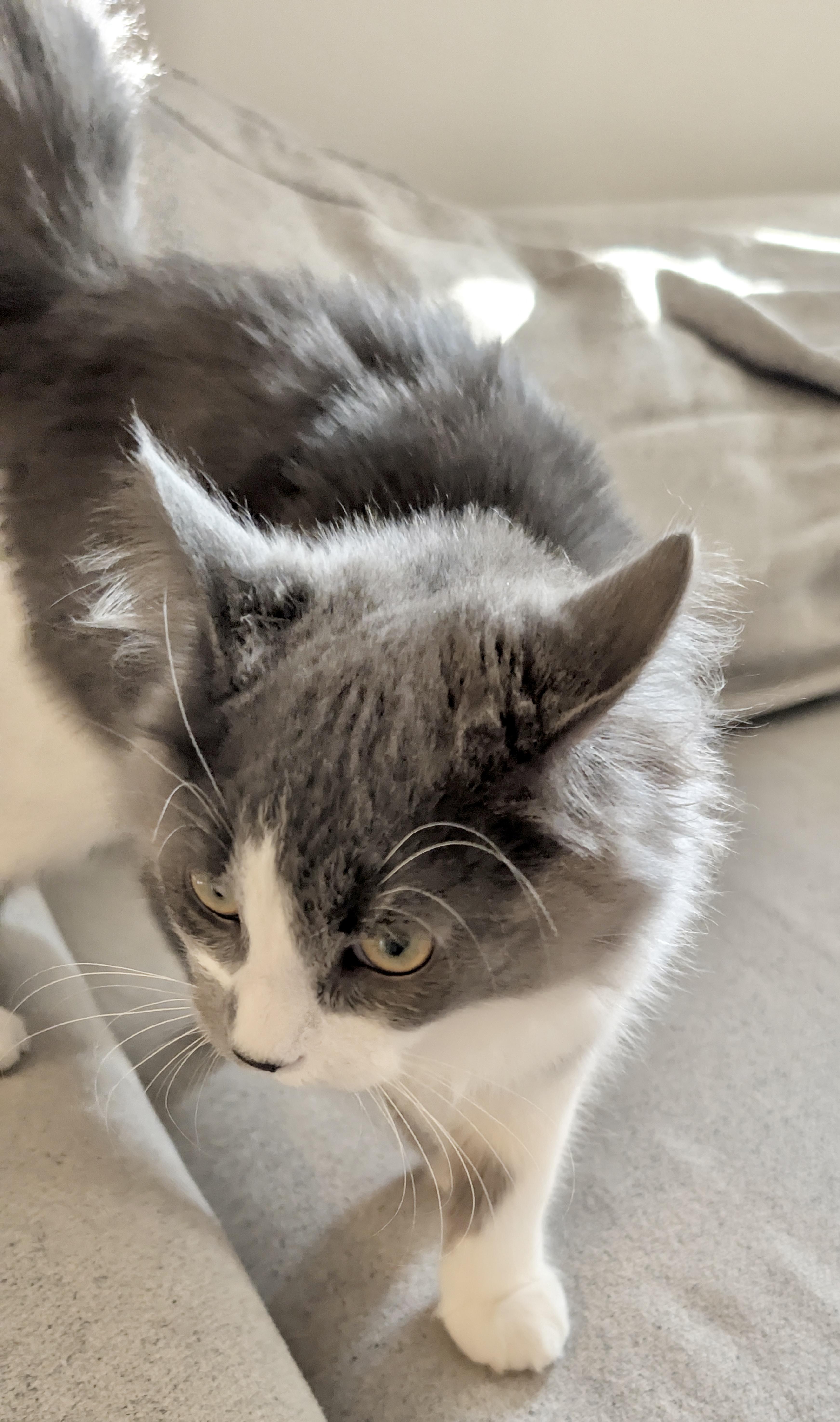 Enlarge Marv (bonded with Harriet), an adopted Domestic Long Hair in Toronto, ON image 5/5