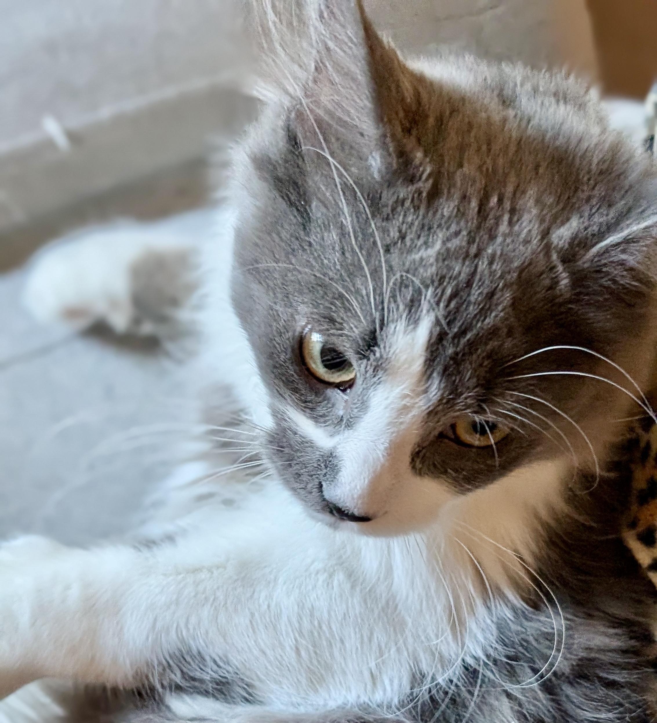 Enlarge Marv (bonded with Harriet), an adopted Domestic Long Hair in Toronto, ON image 3/5