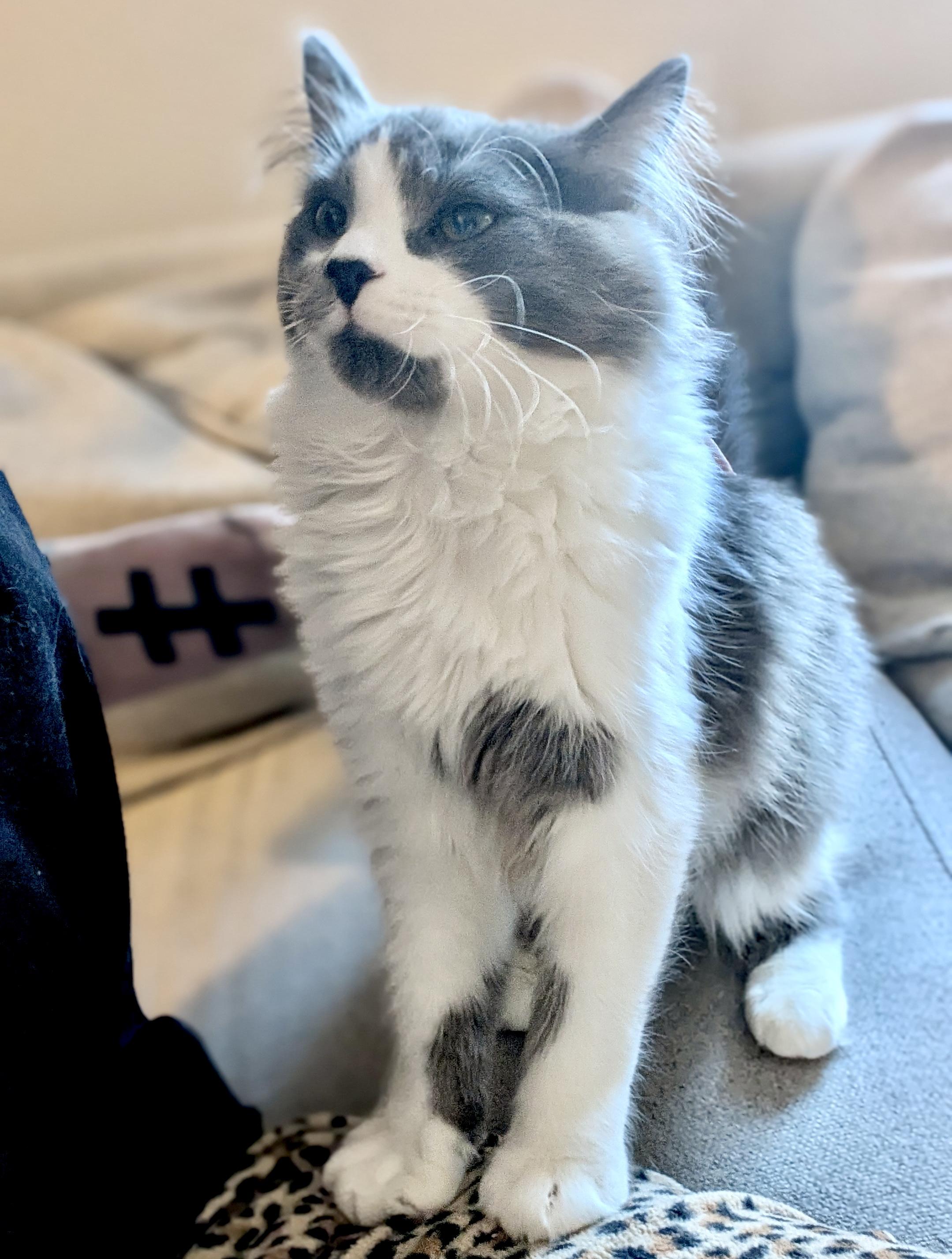 Enlarge Marv (bonded with Harriet), an adopted Domestic Long Hair in Toronto, ON image 4/5